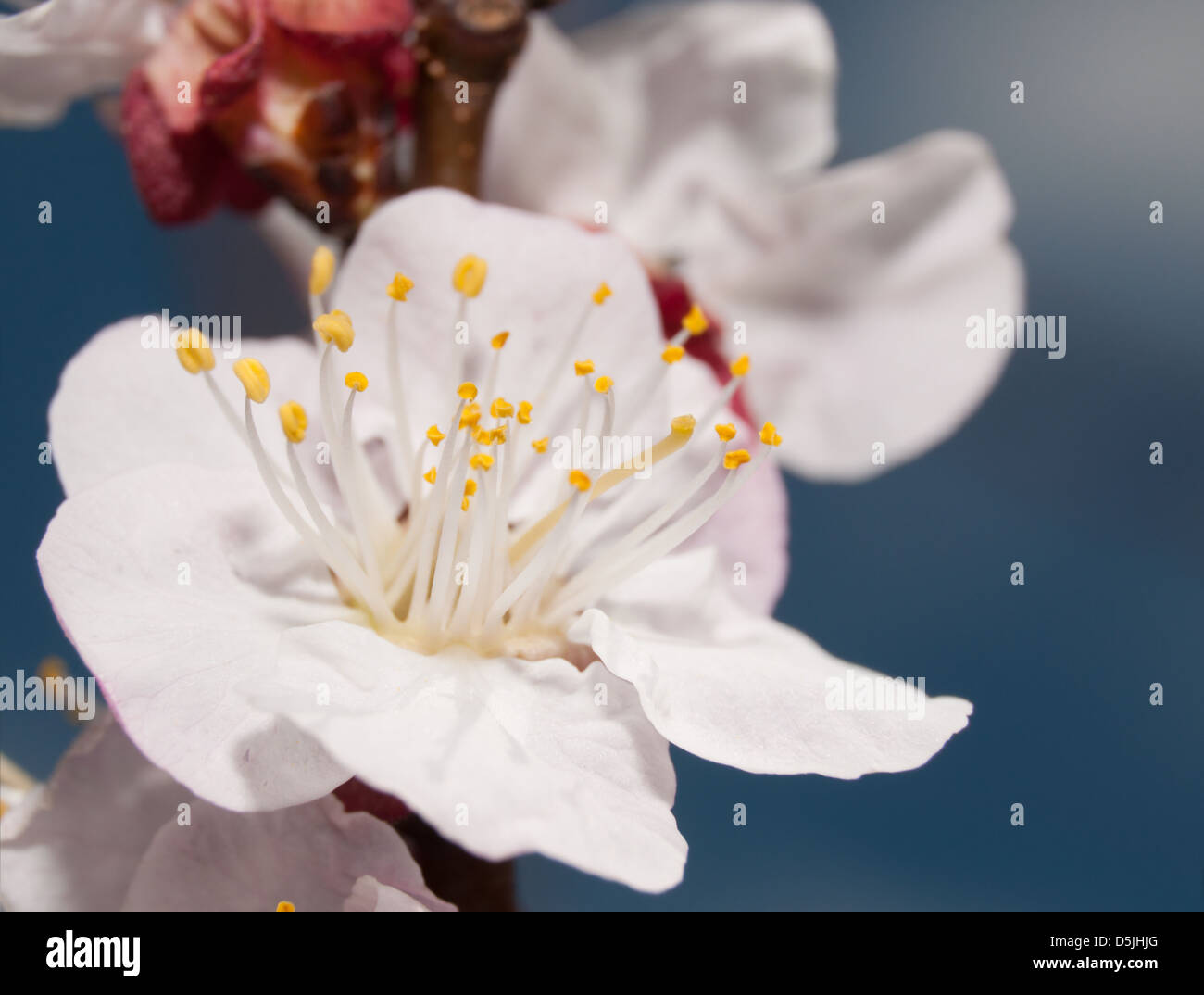 Closeup of an Apricot blossom in spring sun Stock Photo