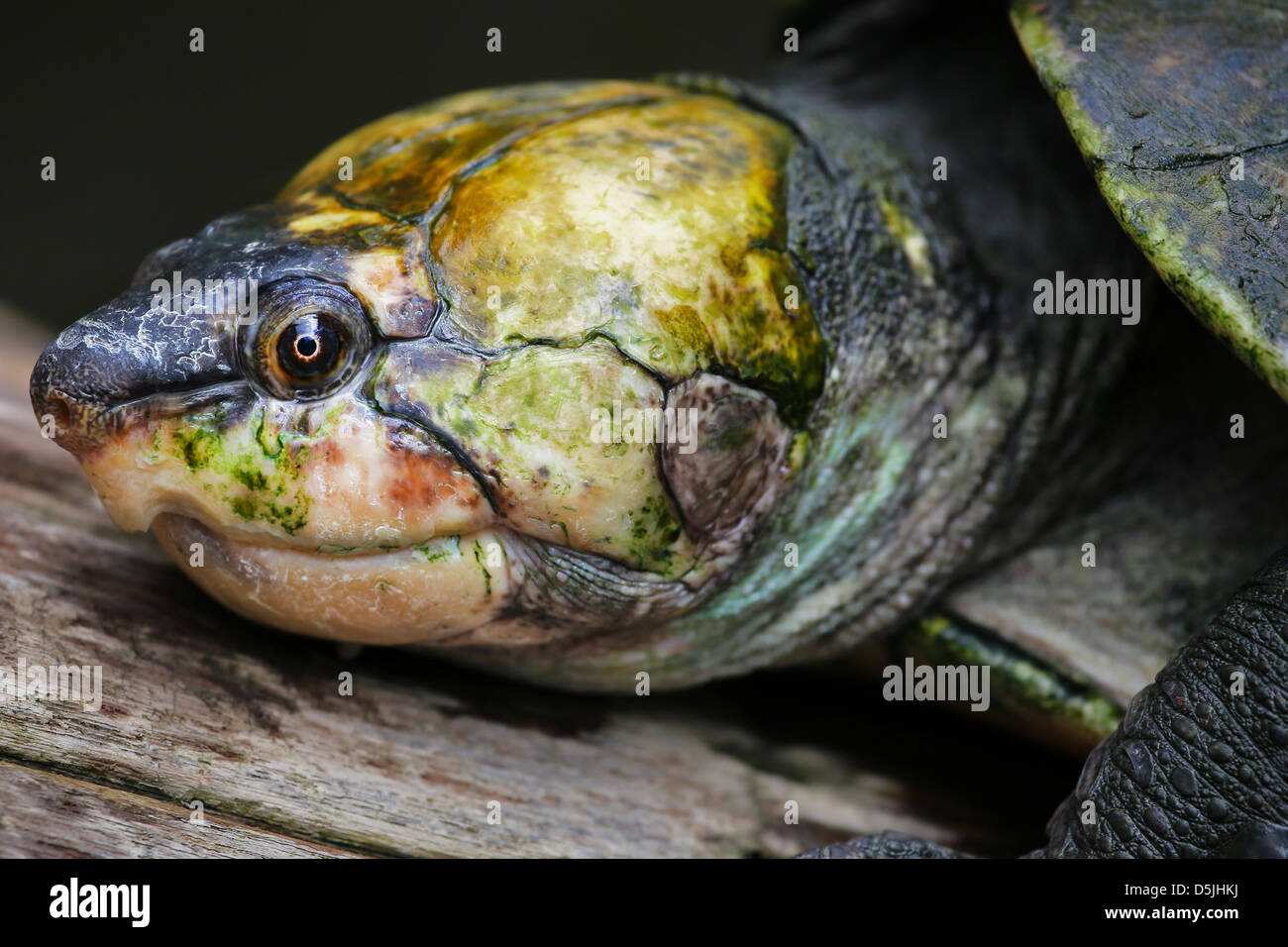 Critically ENDANGERED Madagascan Big-headed Turtle (Erymnochelys madagascariensis) floating and basking on a log in the wild. Stock Photo