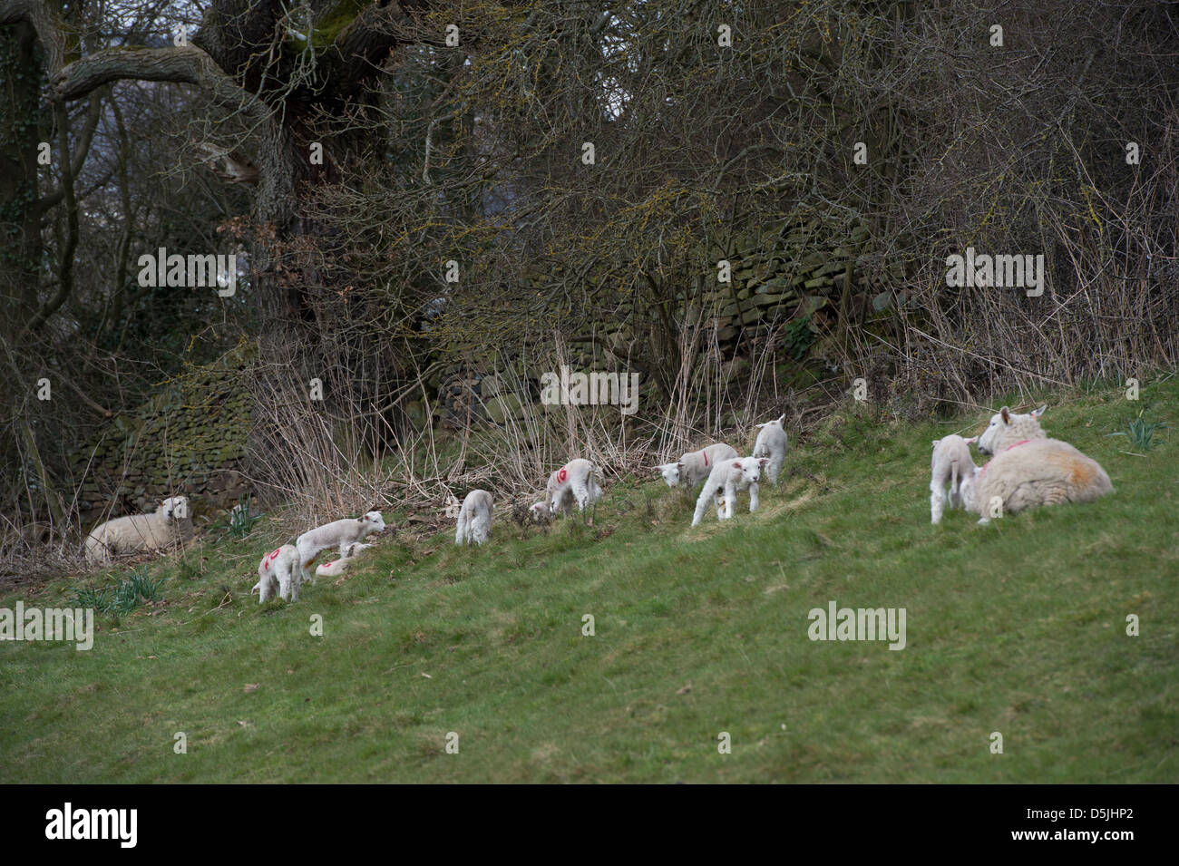 Lambing season in Derbyshire. Stock Photo