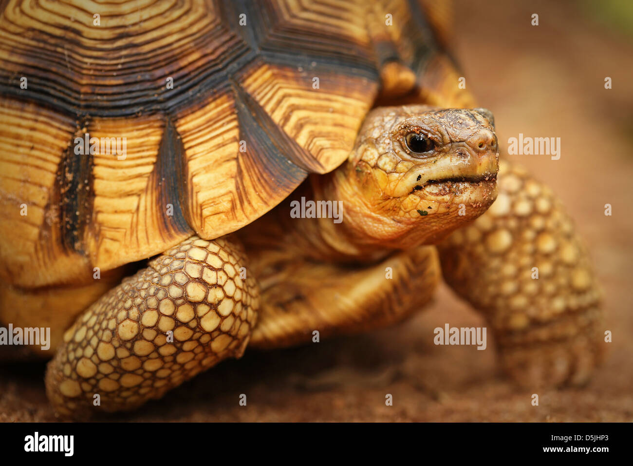 Angonoka Or Ploughshare Tortoise (Astrochelys Yniphora) In Madagascar ...