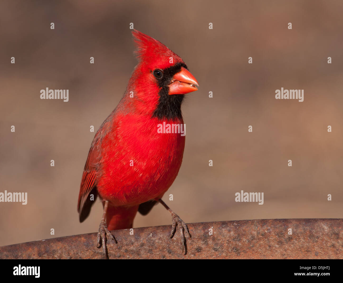 Bright red male Northern Cardinal sitting on the edge of a metal feeder Stock Photo