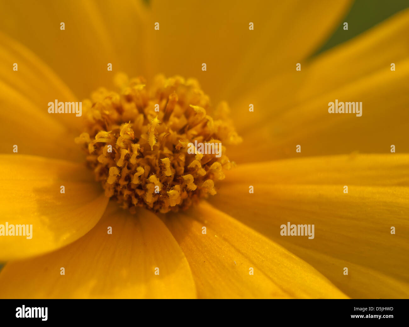 Closeup image of a bright yellow Coreopsis flower Stock Photo