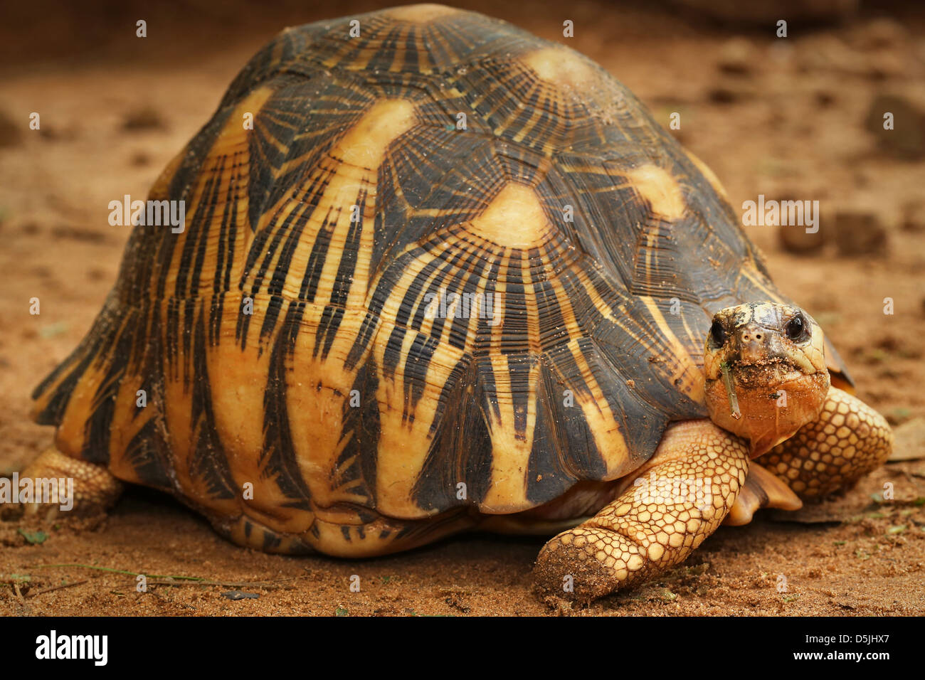 Critically Endangered Radiated Tortoise (Astrochelys radiata) looks around in Madagascar. One of world's most endangered animals Stock Photo