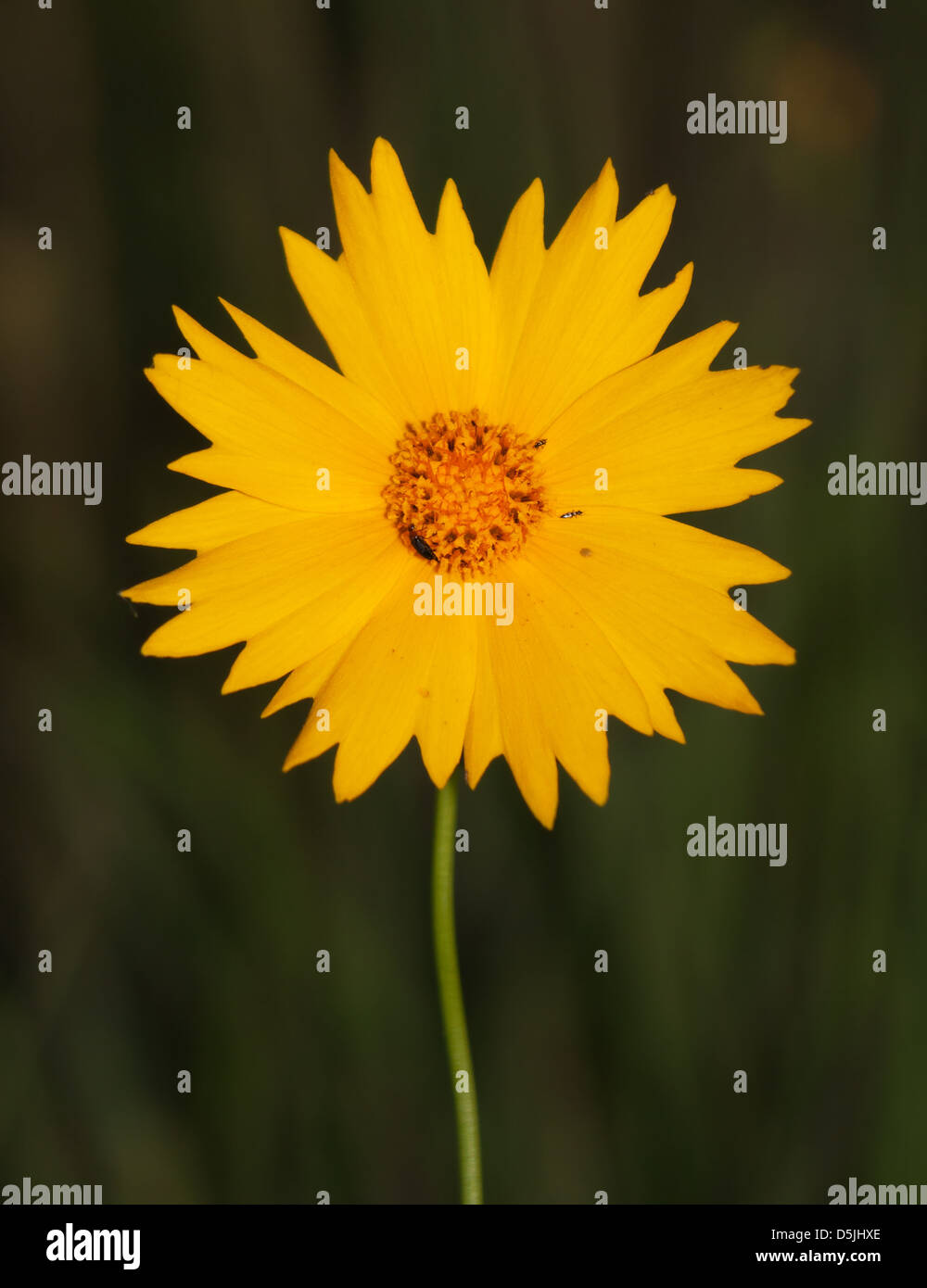 Bright yellow Coreopsis flower against late spring evening background Stock Photo