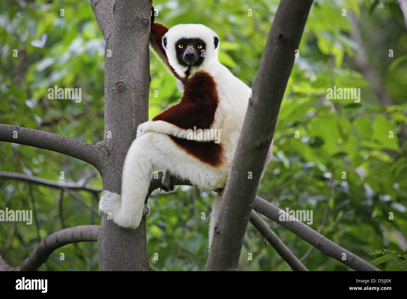 Endangered Coquerel's Sifaka (Propithecus coquereli) rests and looks in a tree in a rain forest in Madagascar (Ankarafantsika). Stock Photo