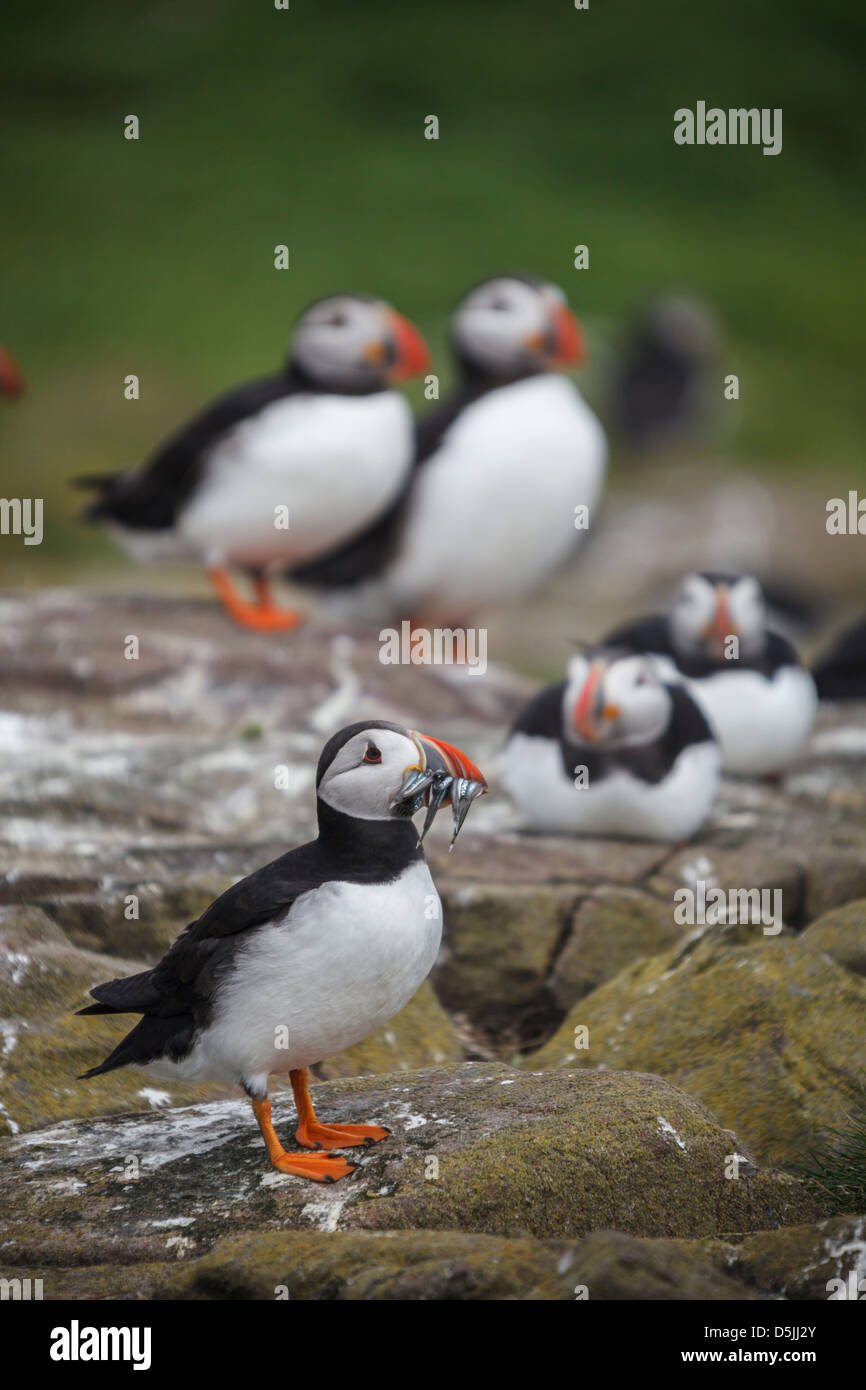Puffins on Inner Farne, part of the Farne Islands in Northumberland Stock Photo