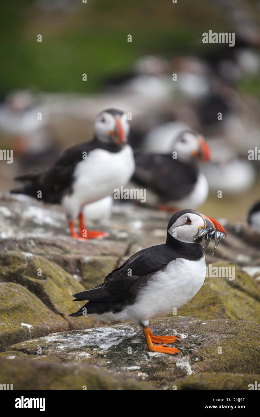 Puffins on Inner Farne, part of the Farne Islands in Northumberland Stock Photo