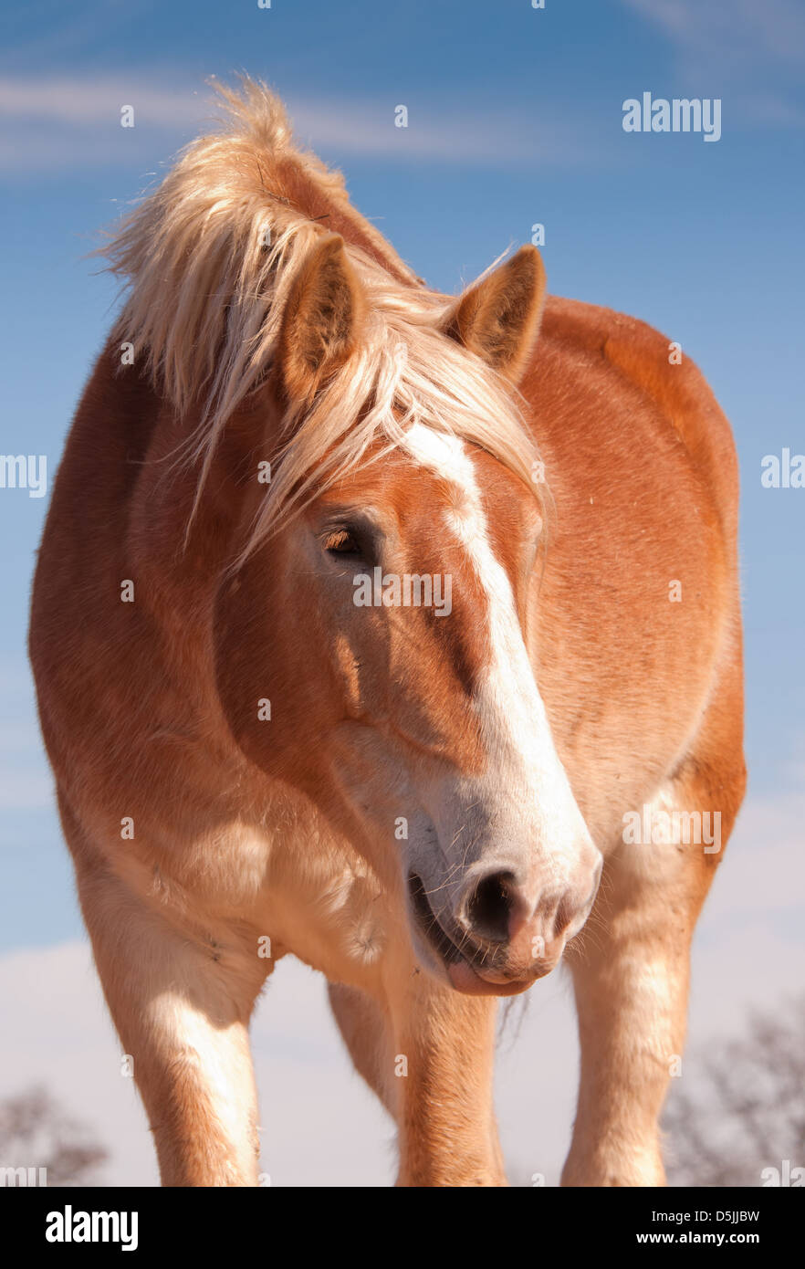 Beautiful blond Belgian draft horse looking down to the right of the viewer, with a sweet look on his face Stock Photo