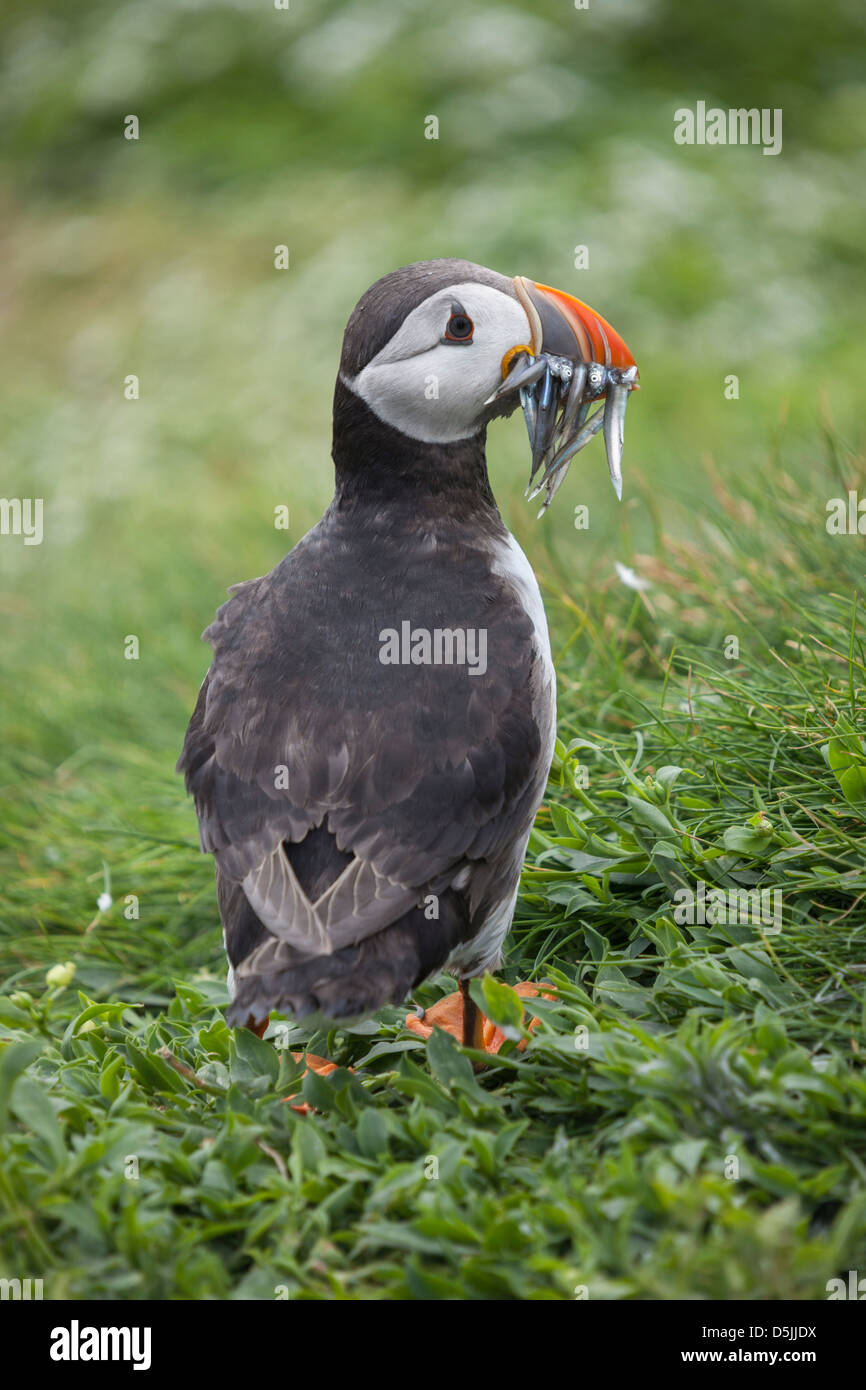 A puffin standing with Sand Eels in its beak. Captured on Inner Farne, part of the Farne Islands in Northumberland. Stock Photo