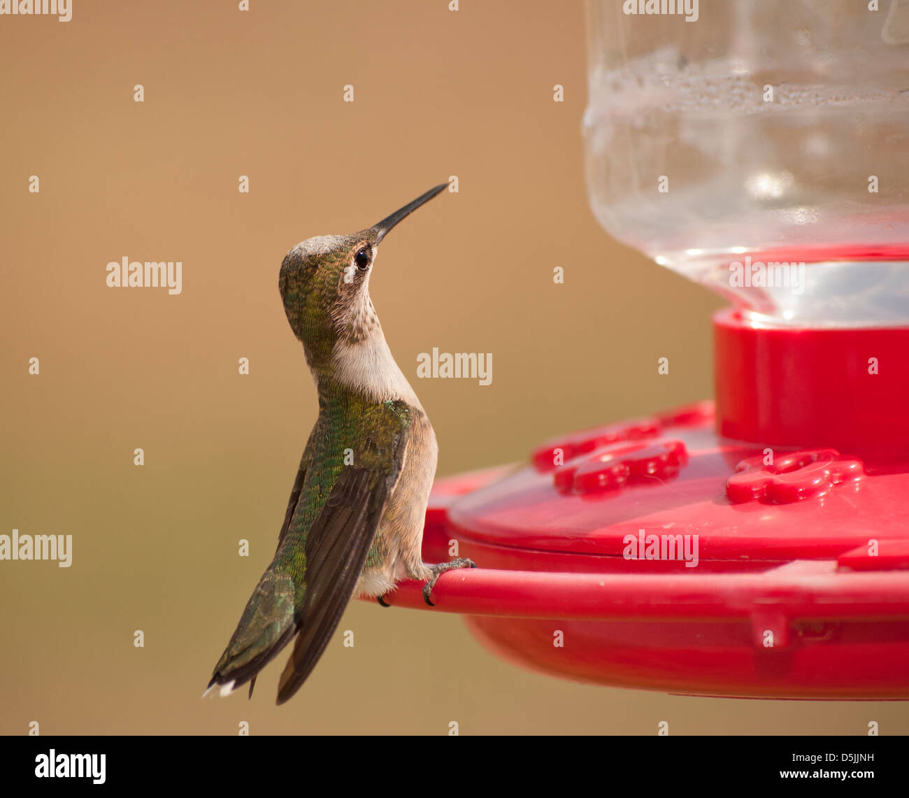 Young male Hummingbird sitting at the feeder, looking around alertly