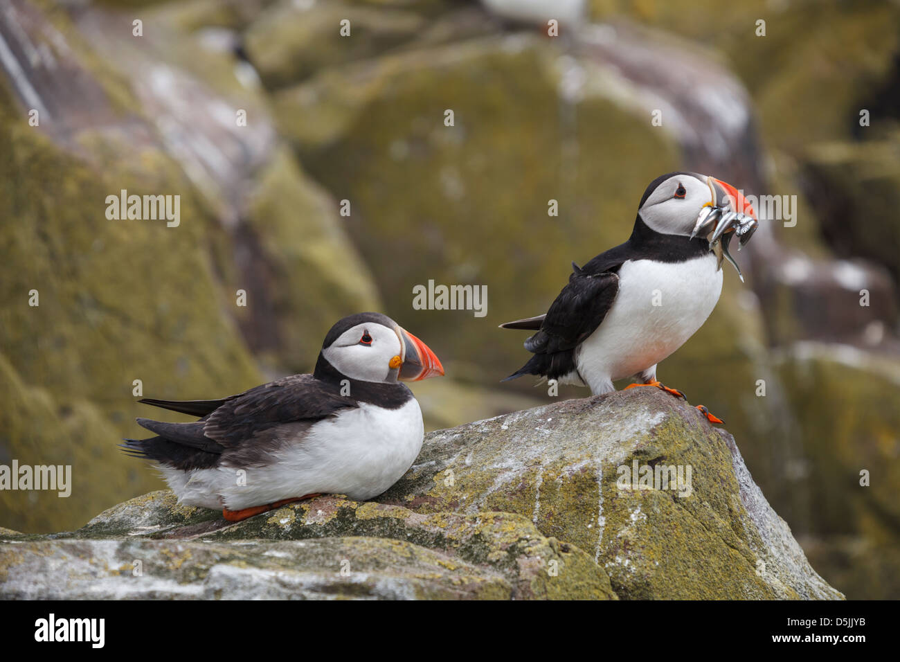 A pair of puffins captured on Inner Farne, part of the Farne Islands in Northumberland. Stock Photo