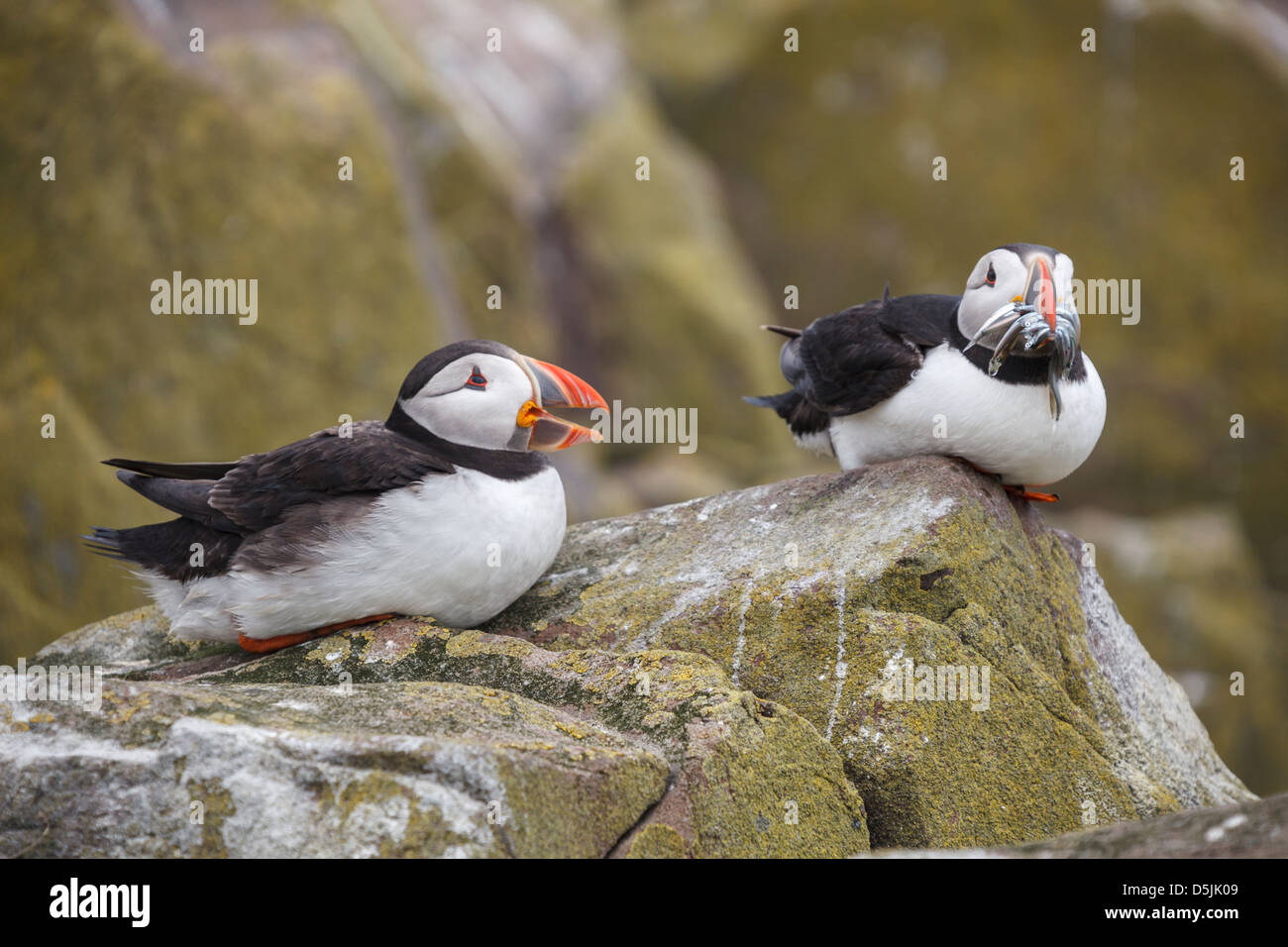 A pair of puffins captured on Inner Farne, part of the Farne Islands in Northumberland. Stock Photo