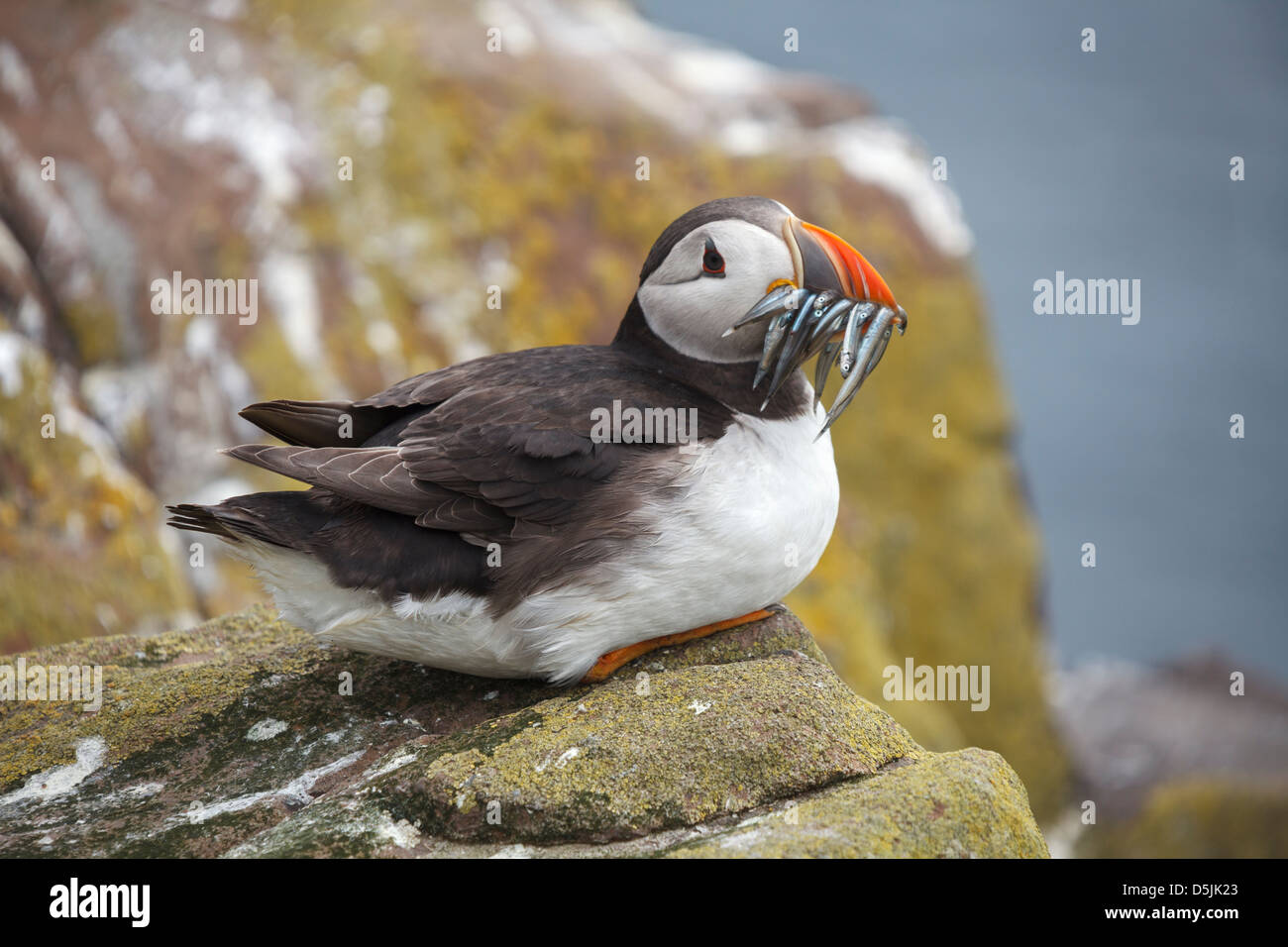 A puffin sitting with Sand Eels in its beak.  Captured on Inner Farne, part of the Farne Islands in Northumberland. Stock Photo