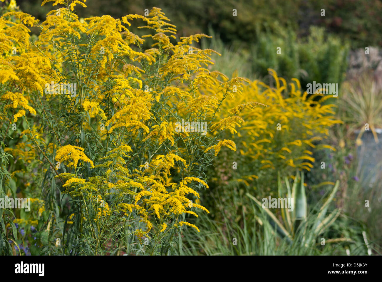 SOLIDAGO RUGOSA FIREWORKS Stock Photo