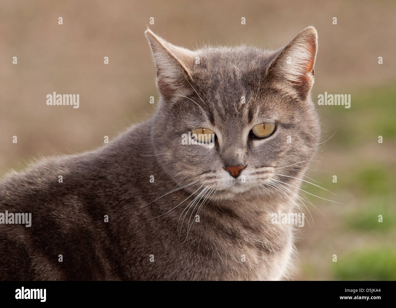 Blue tabby cat in spring sun Stock Photo Alamy