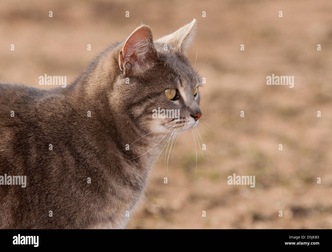 Beautiful blue tabby cat looking to the right, in spring sun Stock Photo