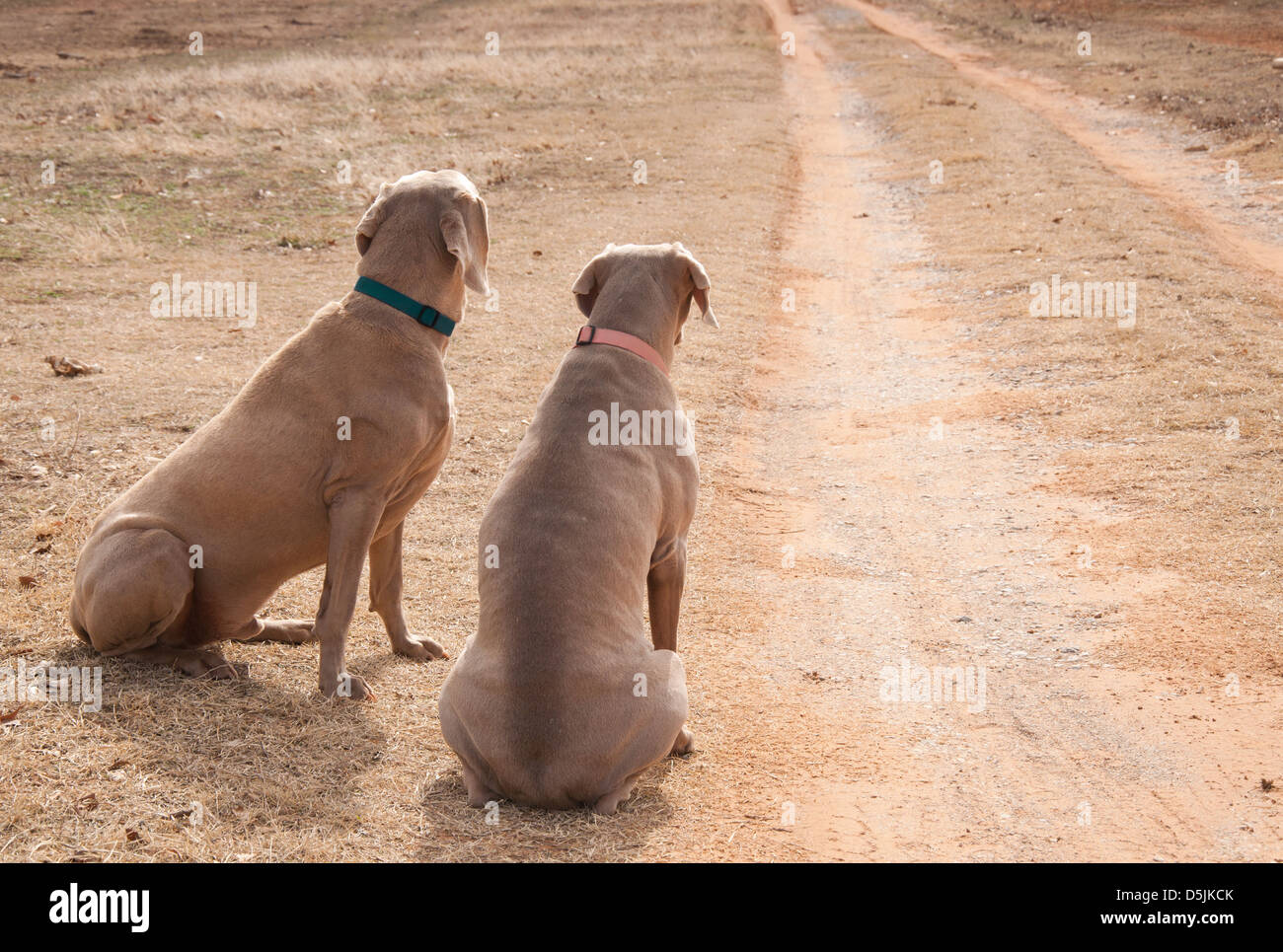 Two dogs waiting by a driveway for someone to come home; looking up the road, missing their people Stock Photo