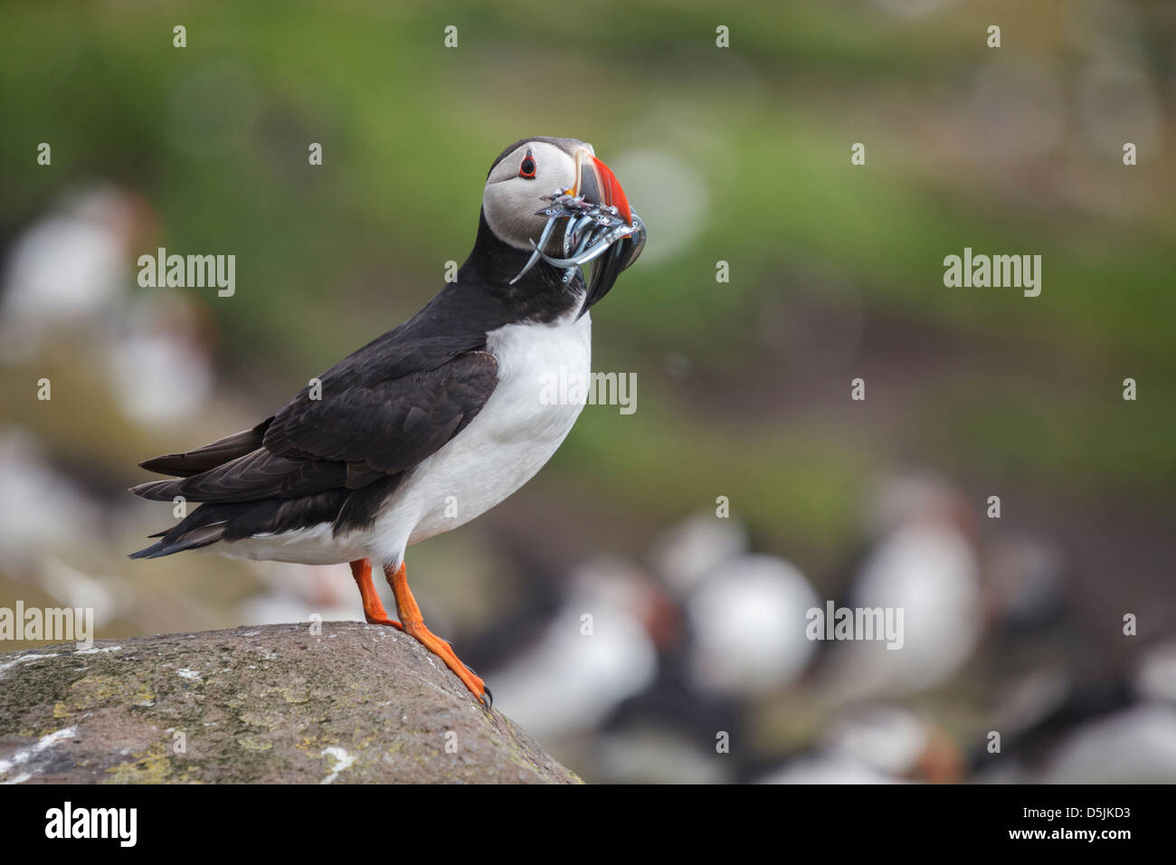 A puffin standing with Sand Eels in its beak.  Captured on Inner Farne, part of the Farne Islands in Northumberland. Stock Photo