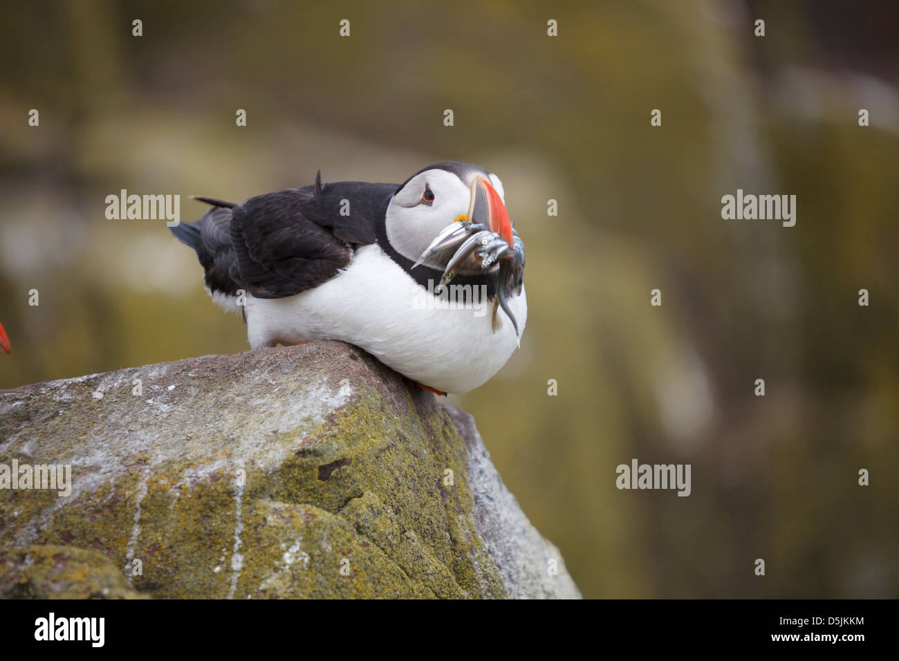 A puffin sitting with Sand Eels in its beak. Captured on Inner Farne, part of the Farne Islands in Northumberland. Stock Photo