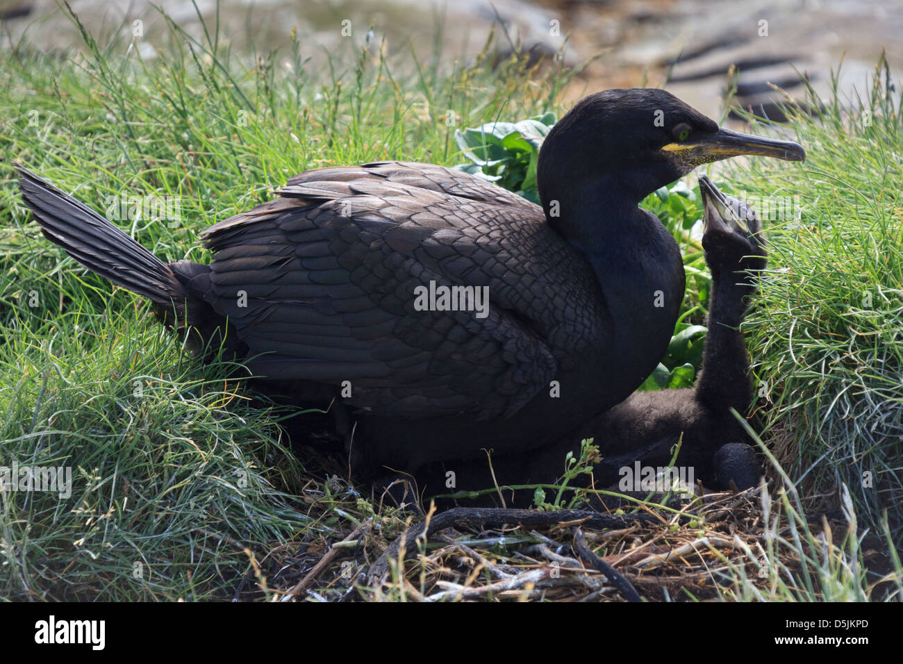 Shags on Staple Island, part of the Farne Islands in Northumberland Stock Photo