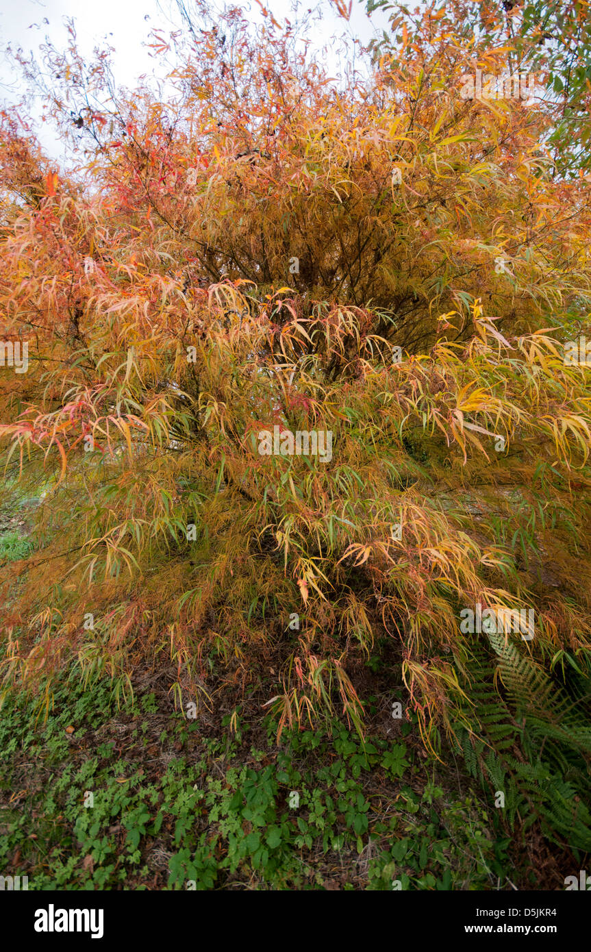 ACER PALMATUM KOTO NO ITO AT BATSFORD ARBORETUM Stock Photo