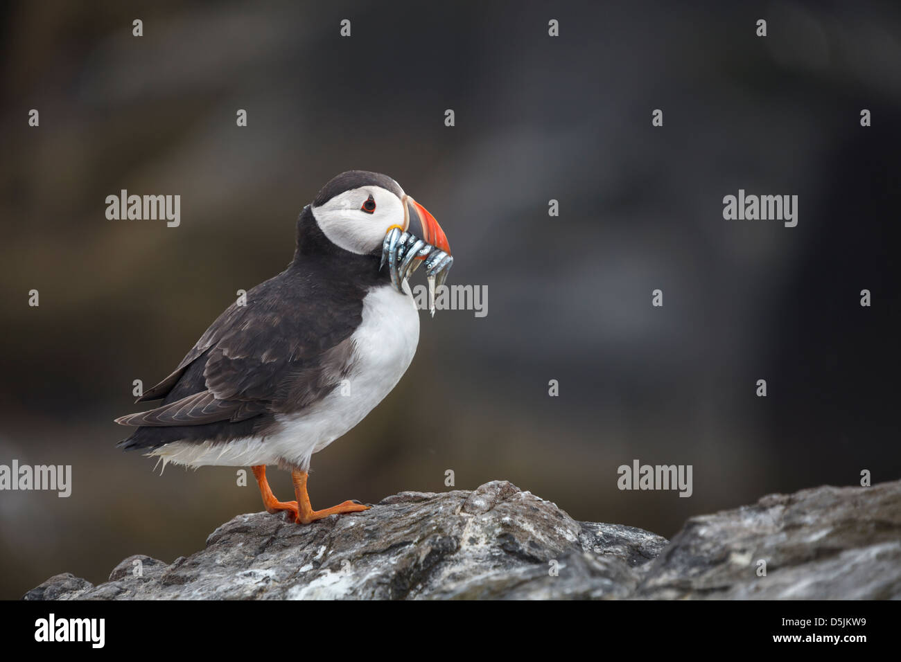 A puffin with sand eels on Staple Island, part of the Farne Islands in Northumberland Stock Photo