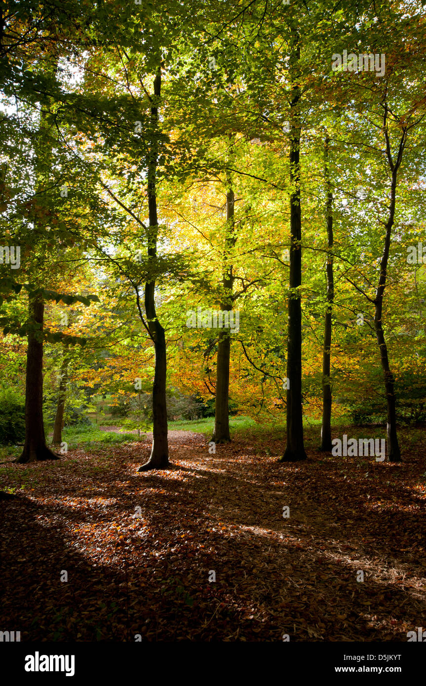 FAGUS SYLVATICA AT BATSFORD ARBORETUM Stock Photo