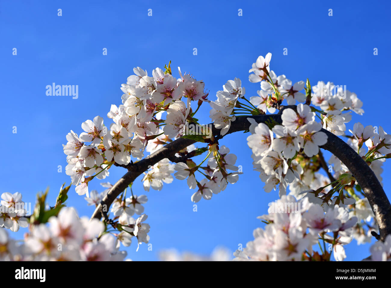 Beautiful cherry tree with flowers against blue sky Stock Photo - Alamy
