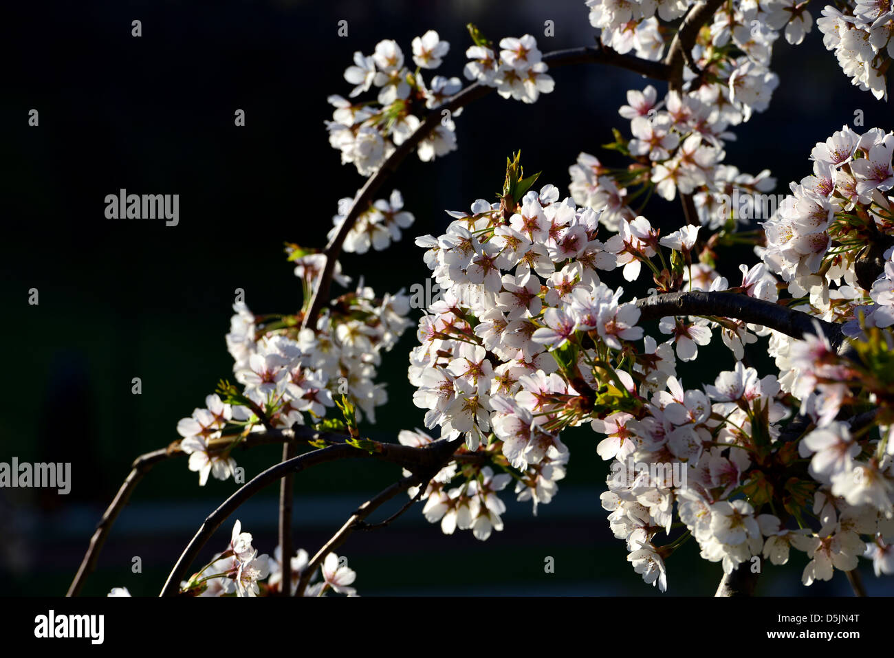 Beautiful cherry tree with flowers against blue sky Stock Photo - Alamy