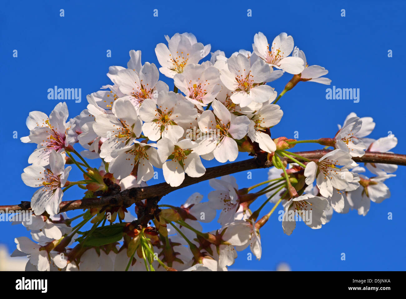 Beautiful cherry tree hires stock photography and images Alamy