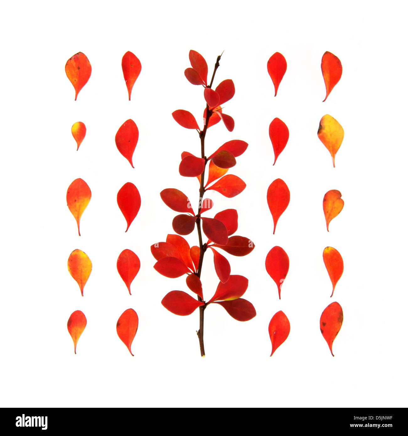 Bright red and yellow barberry twig and leaves on white background: fall foliage, Bar Harbor, Maine Stock Photo