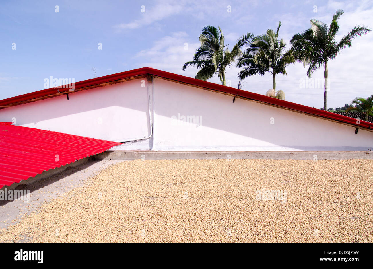 Coffee beans drying in the sun. Stock Photo
