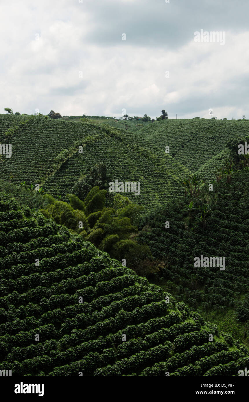 Coffee plantations and landscape Stock Photo Alamy