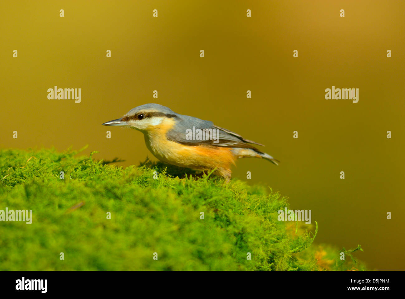 Eurasian Nuthatch, Sitta europaea, Dumfries and Galloway, Scotland, UK ...