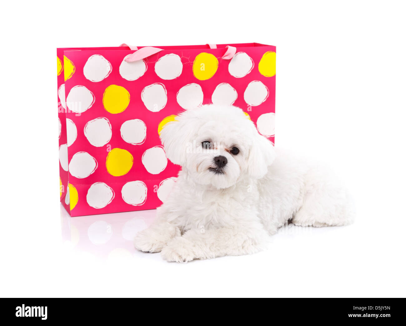 Adorable bichon puppy lying in front of a gift bag - white background Stock Photo