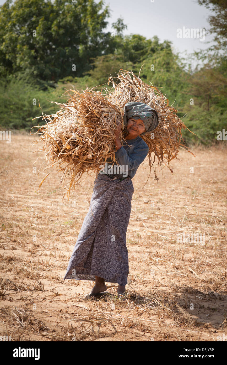 Elderly lady collecting straw in a field, near Minnanthu village, Bagan