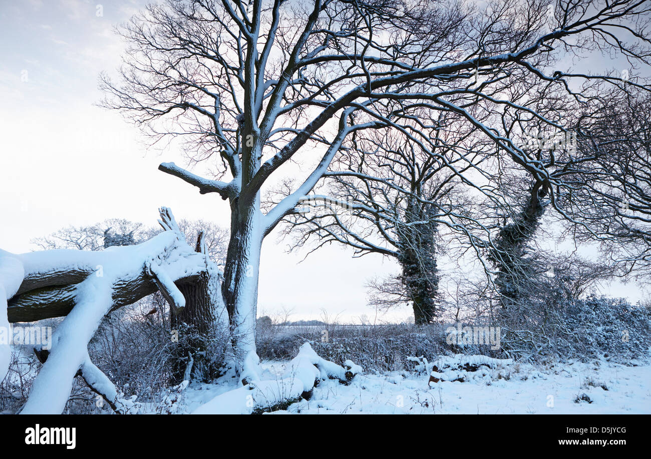 Trees in winter in Norfolk, UK Stock Photo