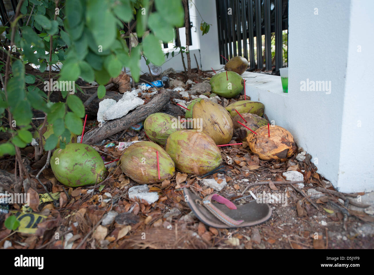 trashed coconuts, Key West Stock Photo Alamy