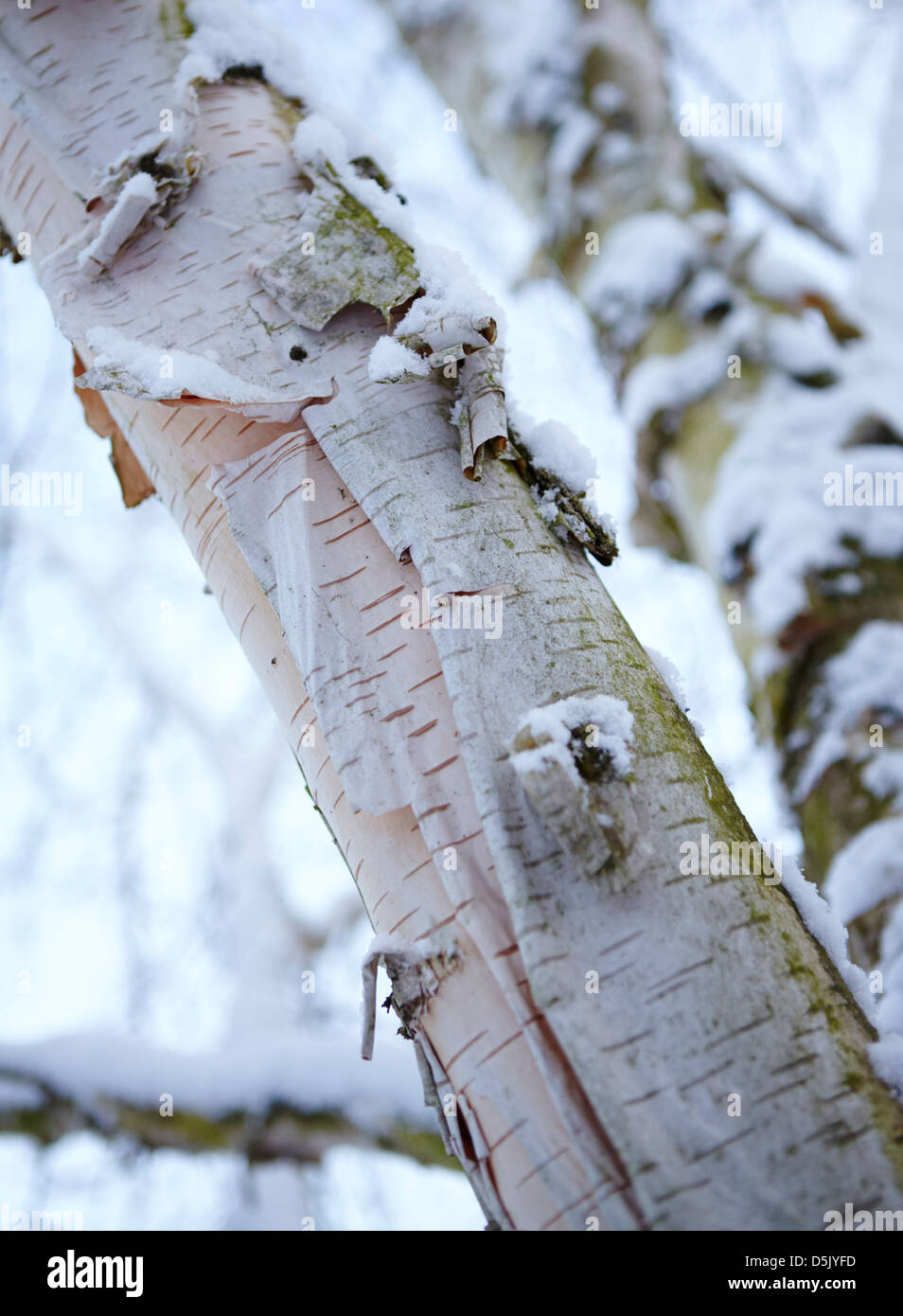 Birch bark hires stock photography and images Alamy