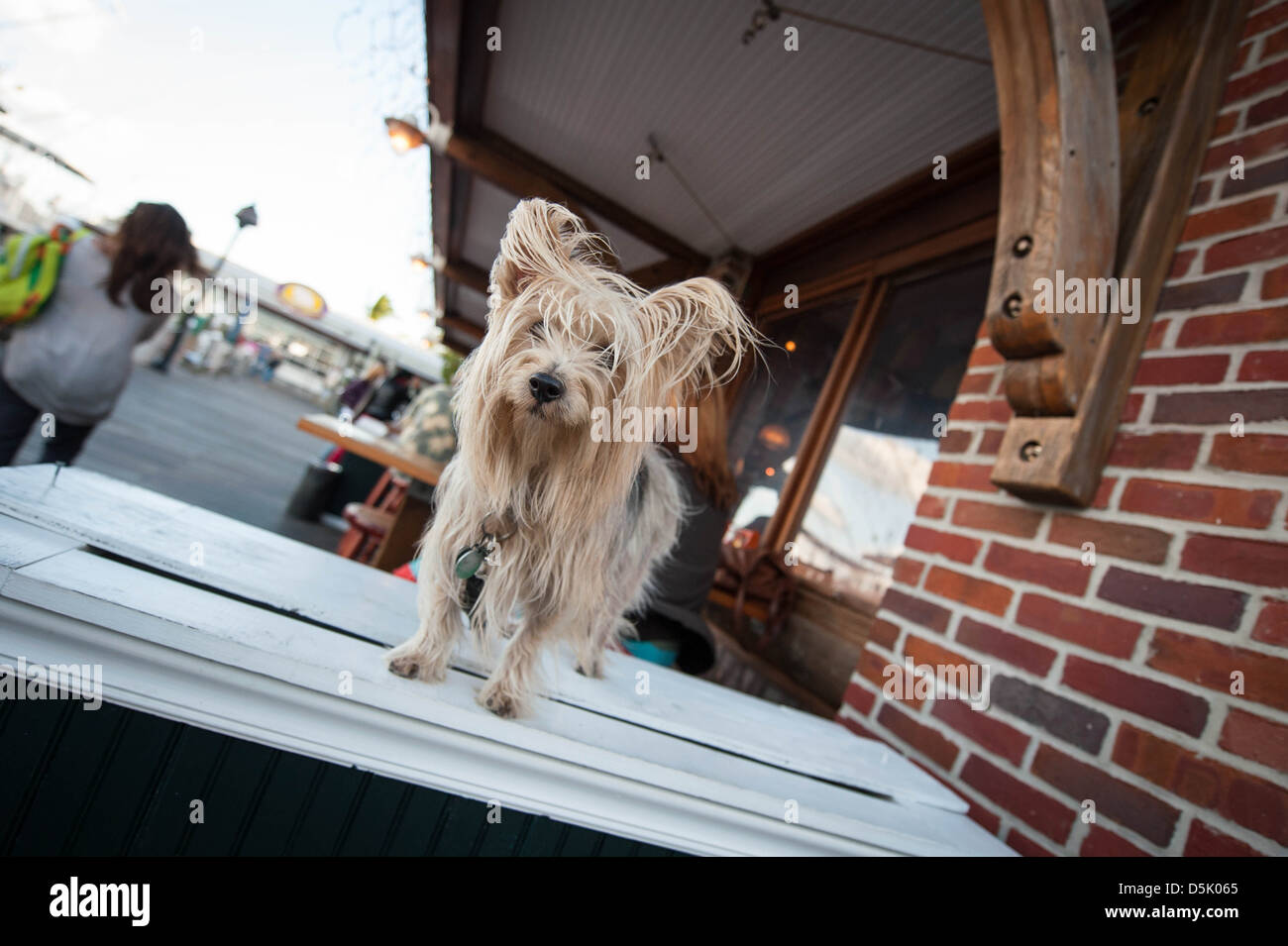 Dog - Historic Boardwalk Key West Stock Photo