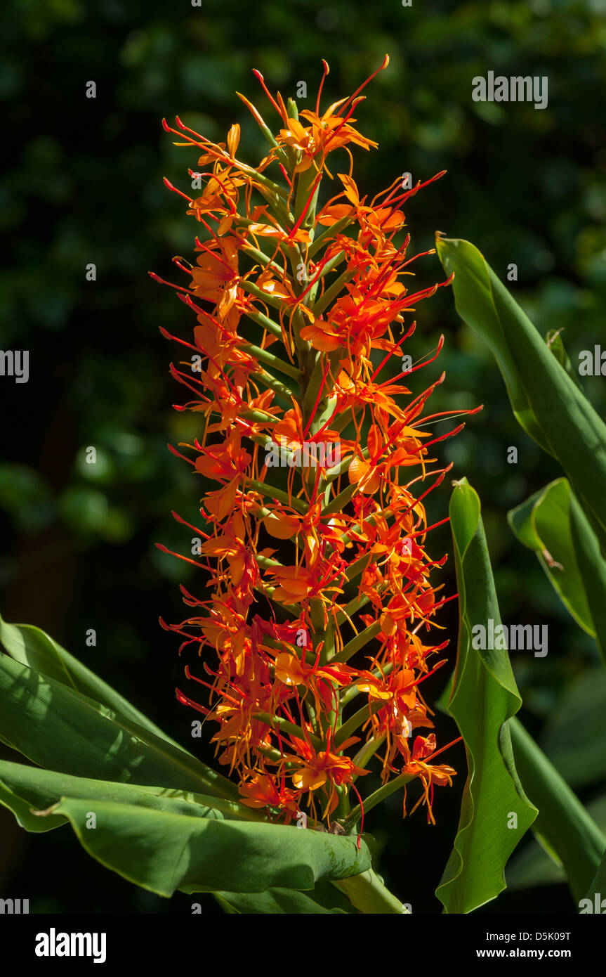 Hedychium coccineum, Red Ginger Lily Stock Photo