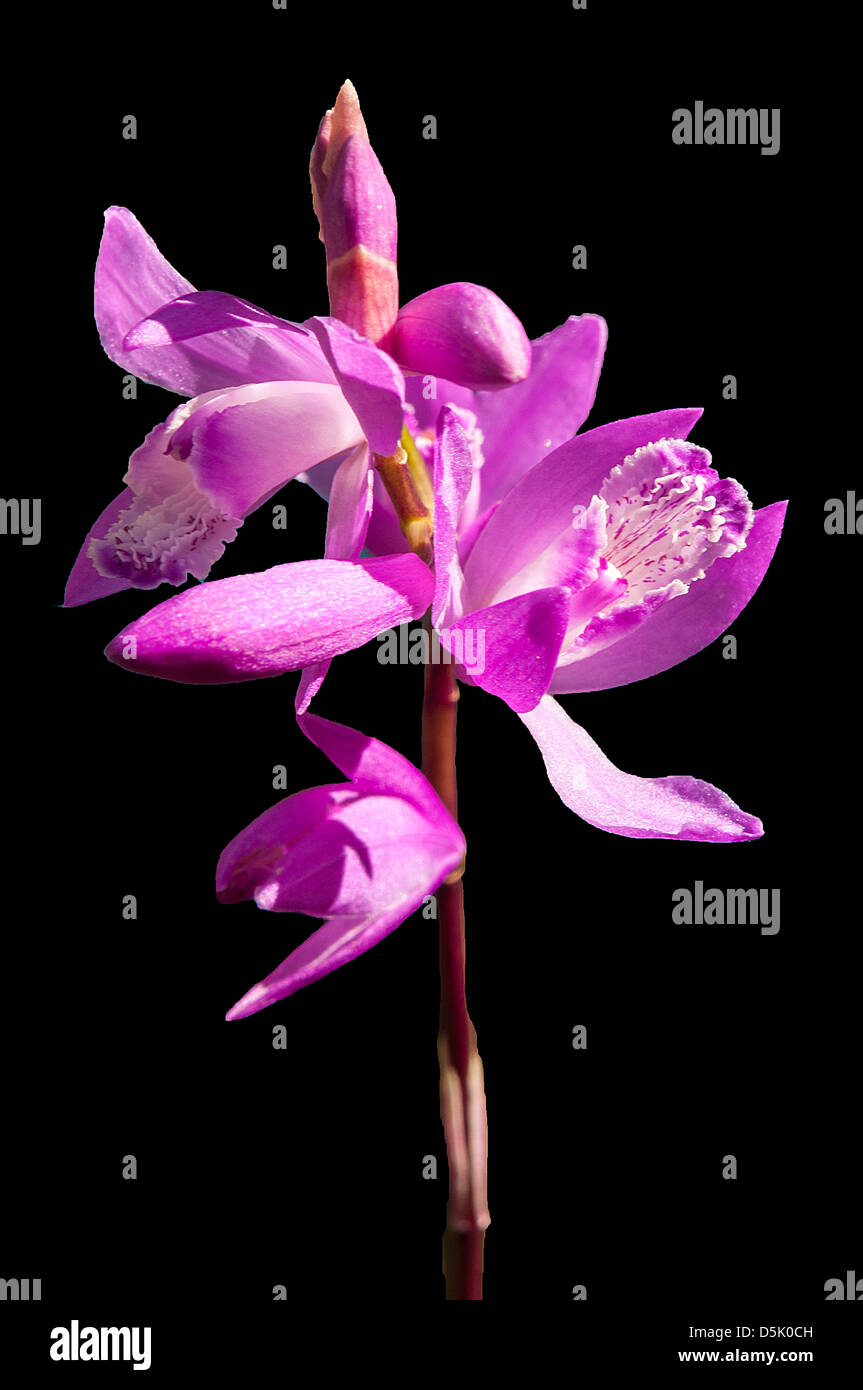 Bletilla striata, Purple Chinese Ground Orchid Stock Photo