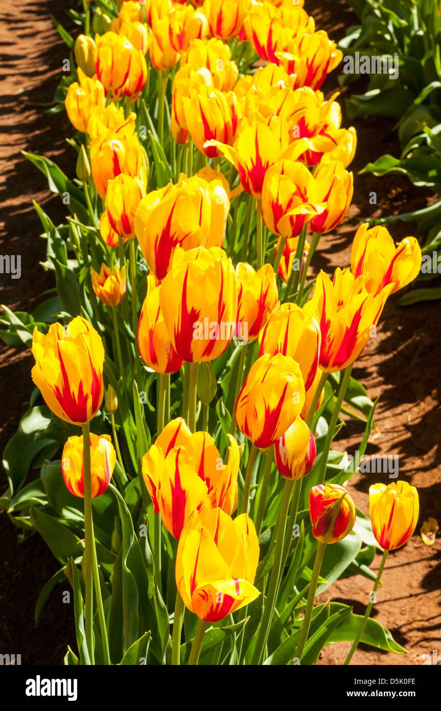 Double Tulips Monsella at Tessalaar Tulip Festival, Monbulk, Victoria