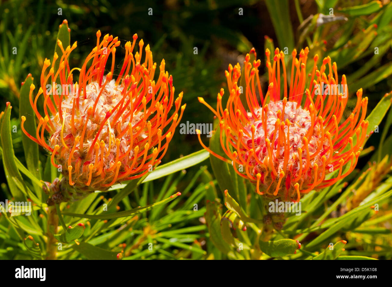 Leucospermum cordifolium, Nodding Pincushion Stock Photo Alamy