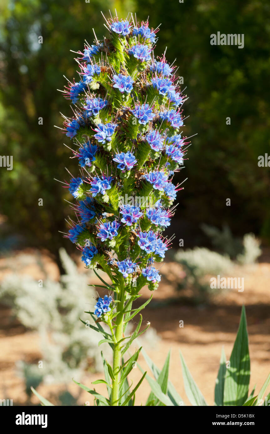 echium-fastuosum-pride-of-madeira-stock-photo-alamy