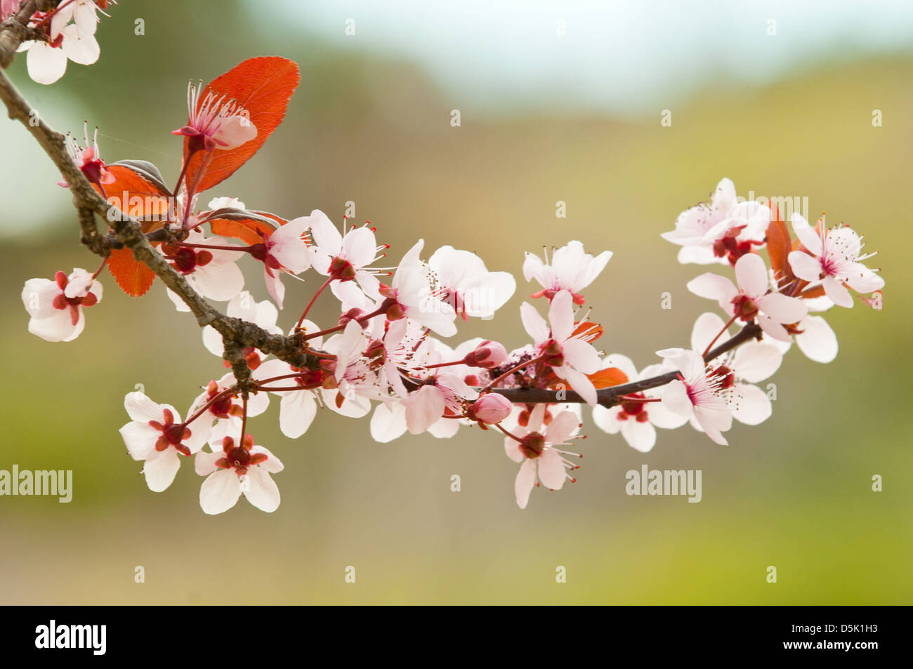 Prunus cerasifera Nigra, Cherry Plum Myrobalan Stock Photo