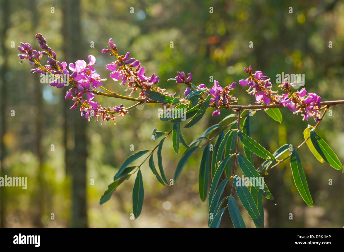 Swainsona galegifolia, Smooth Darling Pea Stock Photo
