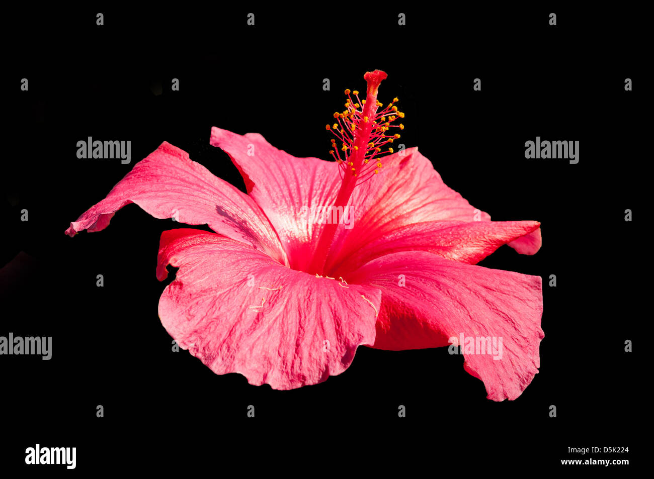 Hibiscus rosa-sinensis, Red Hibiscus Stock Photo - Alamy