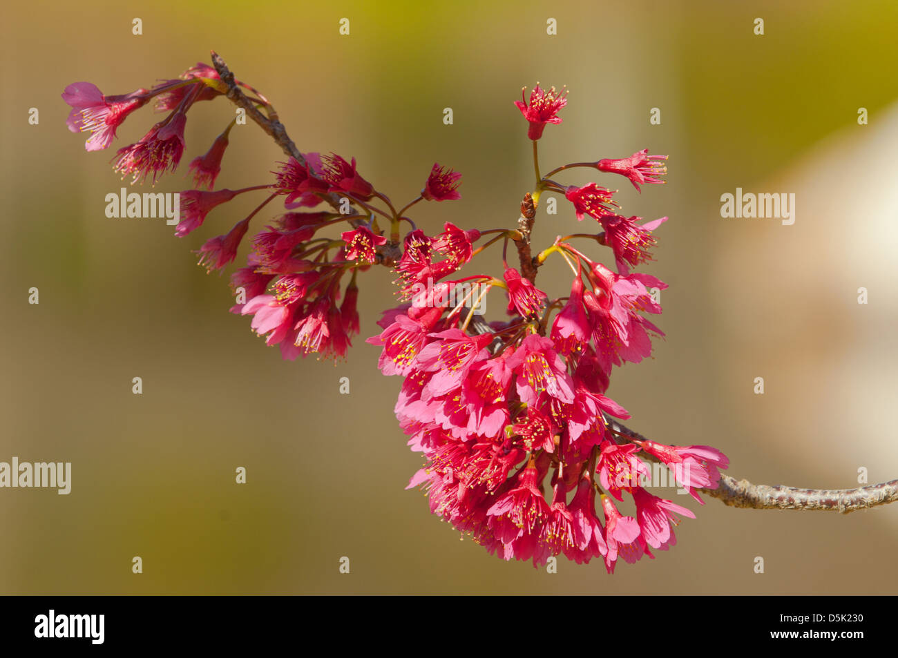 Prunus cerasifera, Flowering Plum Stock Photo