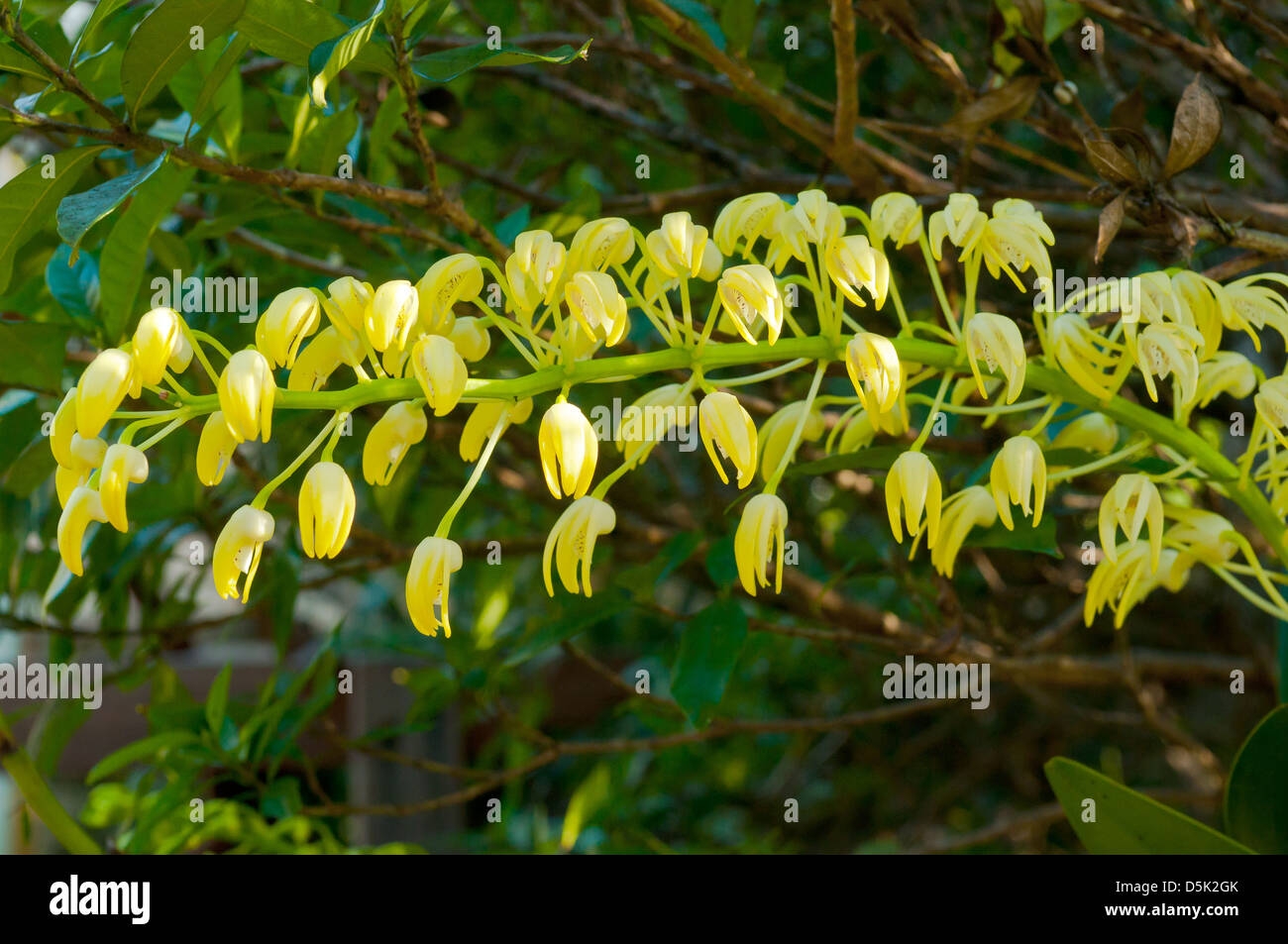 Dendrobium speciosum, Rock Lily Orchid Stock Photo